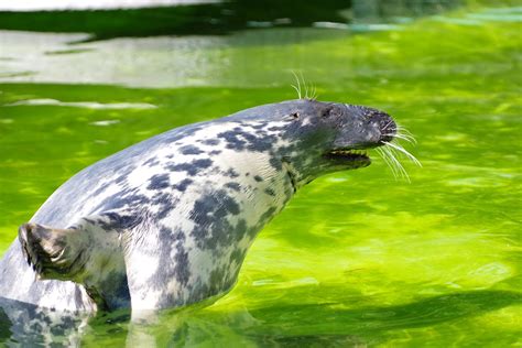 Grey Seal Halichoerus Grypus Free Photo On Pixabay Pixabay