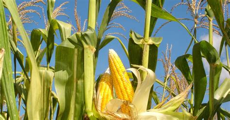 Cara Menanam Jagung Yang Baik Dan Benar Pusat Manual Agro