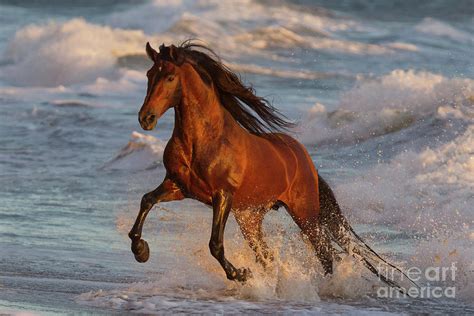 Ocean Horse Leaps At Sunset Photograph By Carol Walker