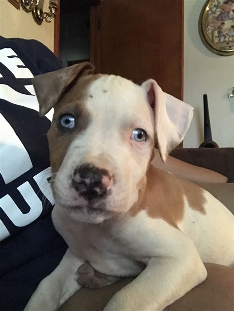 They were american military mascots, advertising stars, and popular farm and family dogs. American Pit Bull Terrier Puppies For Sale | Forest Park ...
