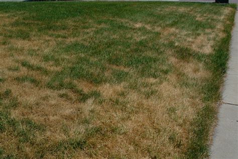 Three Reasons For Brown Grass Part I Solarogen Llc