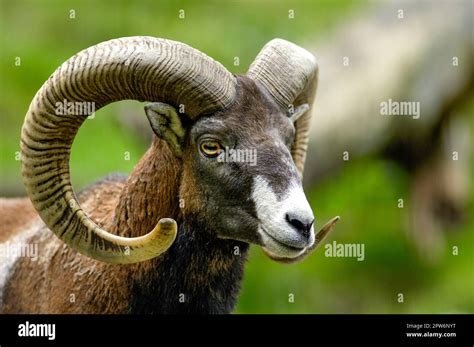Detached Head Portrait Of Male Mouflon Stock Photo Alamy