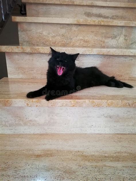 Black Cat Yawning Stock Photo Image Of Black Animal 147001686