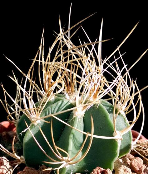 Closed in january and for these holidays: Astrophytum capricorne - Cactus Jungle