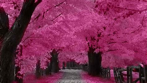 japanese cherry blossom wallpapers a tree a path and then the forest pink trees blossom