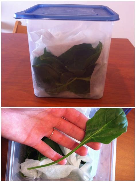 Keep spinach fresh for 2+ weeks! Saw Alton Brown do this ...