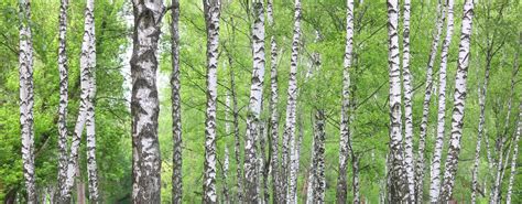 Birch Trees With White Birch Bark In Birch Grove With Green Birch