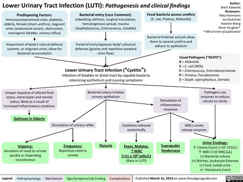 Lower Urinary Tract Infection Pathogenesis and Clinical  GrepMed