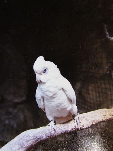 Backyard bird supplies for sale. Goffin Cockatoo | Cockatoo, Animals, Birds