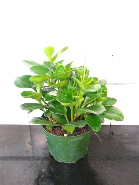 Peperomia Obtusifolia Green Baby Rubber Plant Plantvine