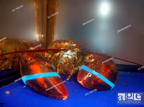 Common Lobster European Clawed Lobster Maine Lobster Homarus Gammarus