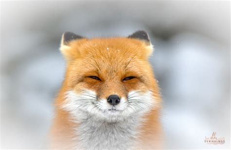 Smiling Fox Have You Ever Seen A Fox Smile I