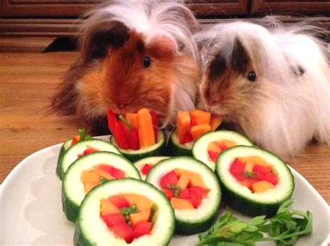 The order is so huge that it had to be divided into suborders: DIY Guinea Pig Sushi - petdiys.com