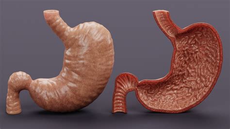 3d Stomach And Stomach Section Turbosquid 1752672