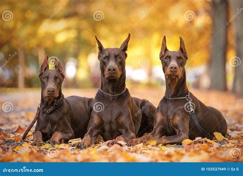 Three Doberman Pincher Relaxing In The Park Stock Image Image Of