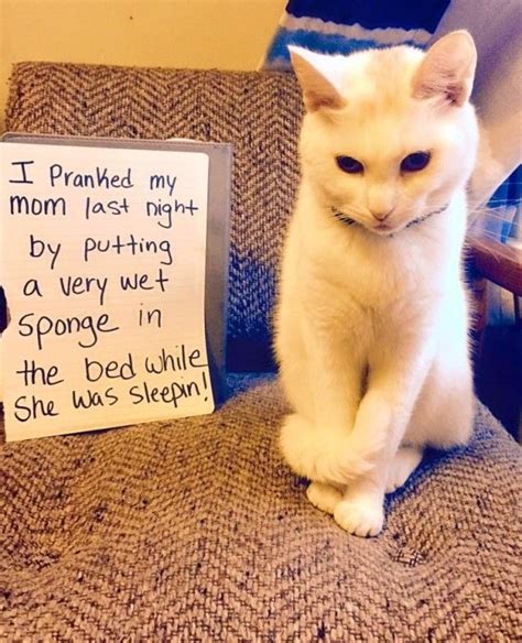 19 Things Youll Understand If You Have A Bad Cat Bad Cats Funny Cat Memes Cat Shaming