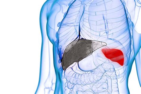 The word spleen comes from ancient greek σπλήν (splḗn). Turning the spleen into a liver saves mice from fatal ...