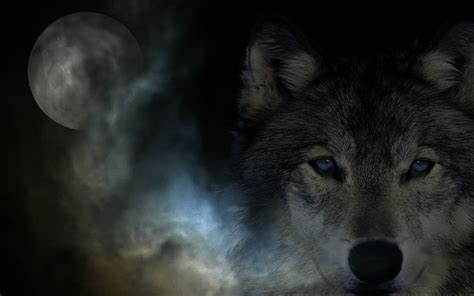 Download beautiful, curated free backgrounds on unsplash. Really Cool Wolf Wallpapers - WallpaperSafari