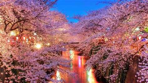 Japanese Cherry Blossom Wallpapers Wallpaper Cave
