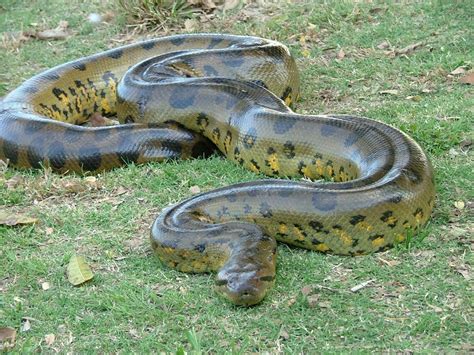 Green Anaconda Largest Snake Ever Recorded Bdafrance