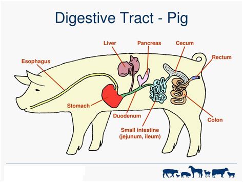 Ppt Digestive Physiology Of Farm Animals Powerpoint Presentation