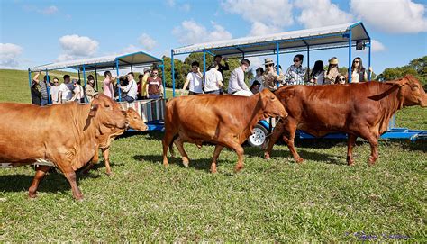 Kur Cow Farm Business Events Cairns