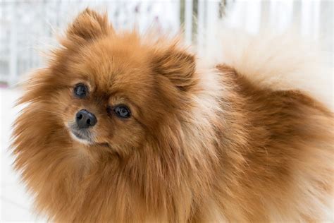 All About The Pomeranian Breed Its A Doggie Thing