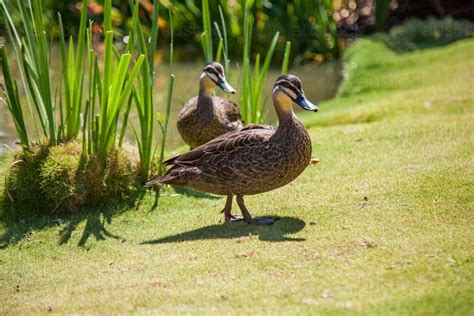 Image Of Pacific Black Duck Pair Australian Native Birds On The Grass