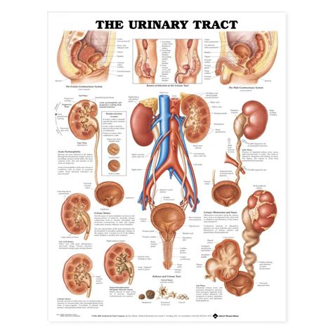 Urinary Tract Anatomy Poster Urinary Anatomical Chart Company
