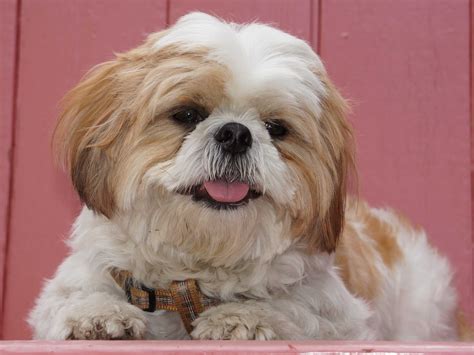 The Dog Breeds That Live The Longest Business Insider