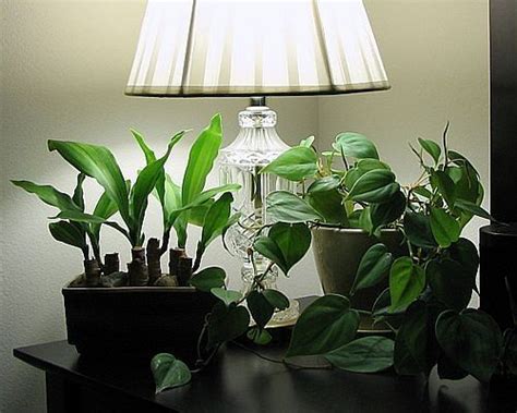 14 to 18 hours of light per day is recommended for most edible species when grown under artificial lighting. How to Choose Artificial Lighting for Indoor Plants | eHow ...