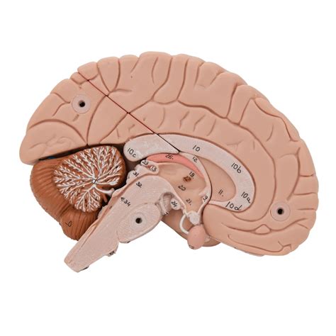 Anatomical Models Of Brain In 8 Parts