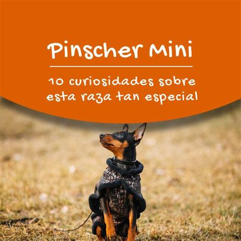Mini Pincher 10 Curiosidades Del Pinscher Miniatura Feelcats