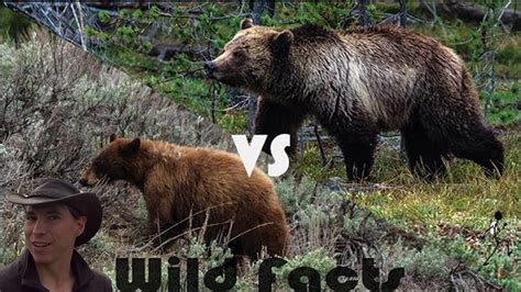 Grizzly Bear Vs Black Bear Wild Facts Contest Ep 3 Youtube