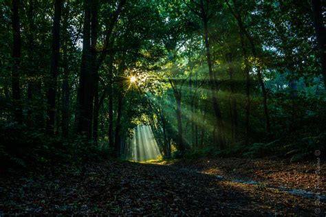 Let There Be Light By Rays Photo Visions Photo Visions Forest