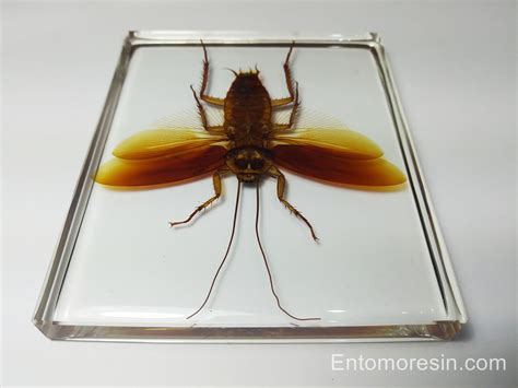 Periplaneta Australasiae Australian Cockroach