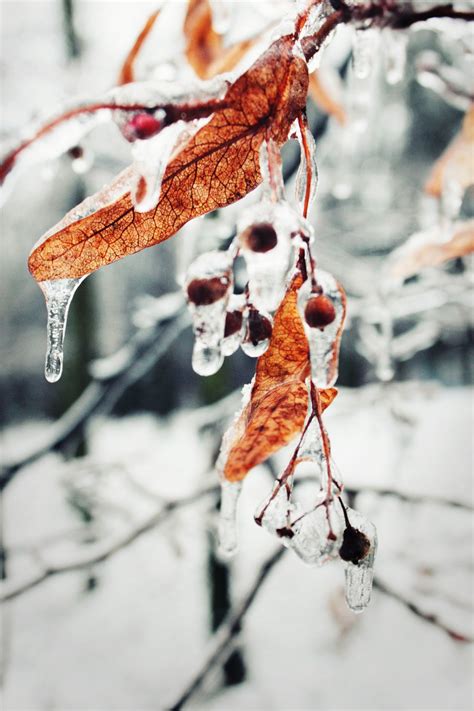 무료 이미지 나무 자연 분기 눈 감기 하락 사진술 꽃 서리 얼음 봄 빨간 색깔 날씨 겨울 왕국
