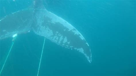 Whale Entangled In Fishing Gear Freed In Conception Bay Cbc News