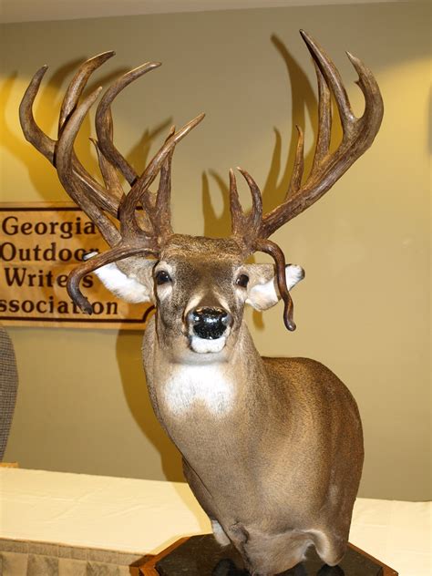 Ga State Record Buck Also In The A Typical Category 240 Po Flickr