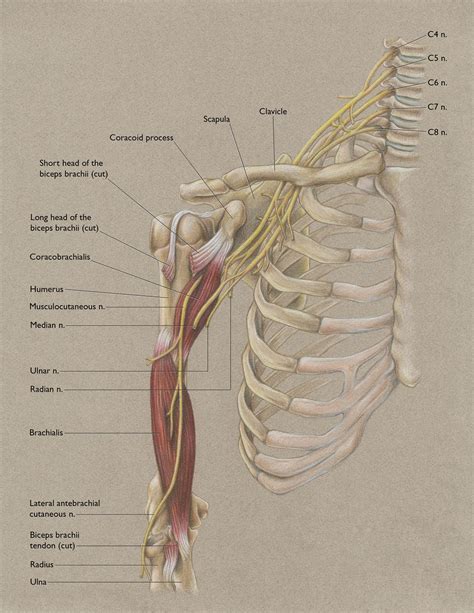 Anterior Shoulder And Musculocutaneous Nerve Nerve Anatomy Arm Anatomy