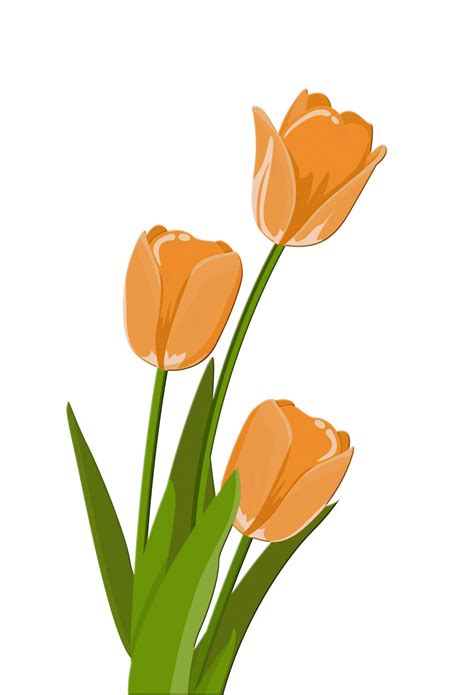 Download Free Photo Of Tulipstulipillustrationclipartclip Art