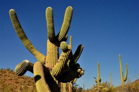 It is supported by a tap root that is only a pad about three feet long, as well as numerous stout roots no deeper than a foot, emanating radially. Cactus Arms by Diane Lent