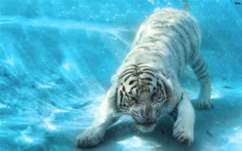 Wallpaper Tiger Underwater 1680x1050 Wallpaper