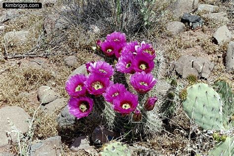 We did not find results for: Montezuma's Well - kimbriggs.com