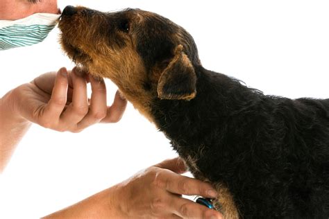 Is An Umbilical Hernia Dangerous In Puppies