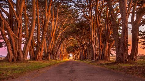 Cypress Tree Tunnel Point Reyes National Seashore California Usa