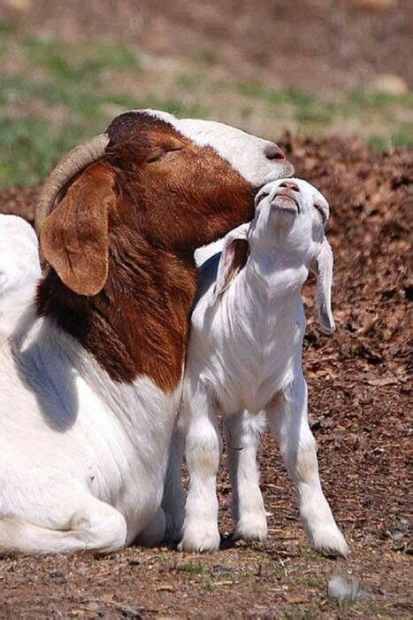 Mama Goat And Her Baby Kid Schattigste Dieren Schattige