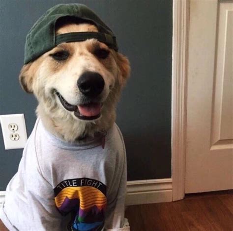 This Dog In A Hat And Shirt Raww