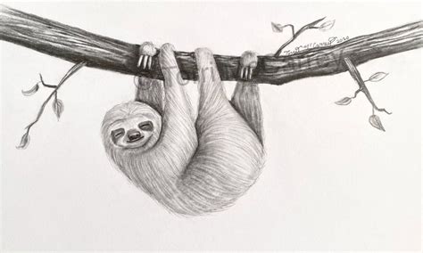 Animal Art Realistic Sloth Sketch Small Online Class For Ages 10 15