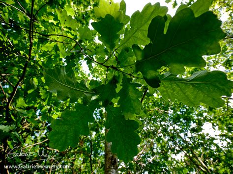 Sun And Shade Leaves Gabriel Hemery